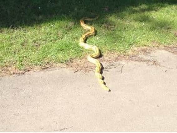 A huge snake spotted in Farnley