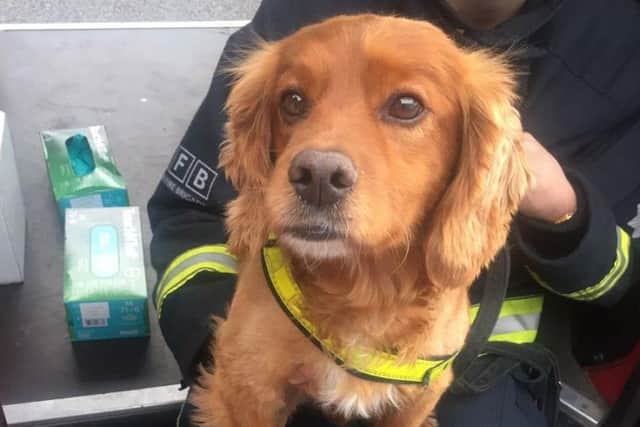 Dogs being deployed at Grenfell Tower - Image: Twitter @LondonFire