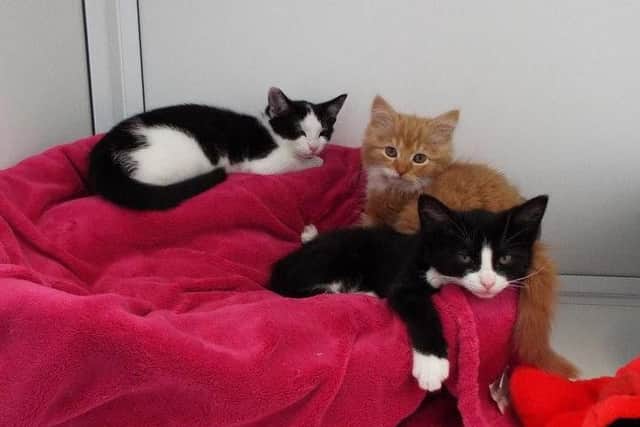 Can you give these kittens a home?