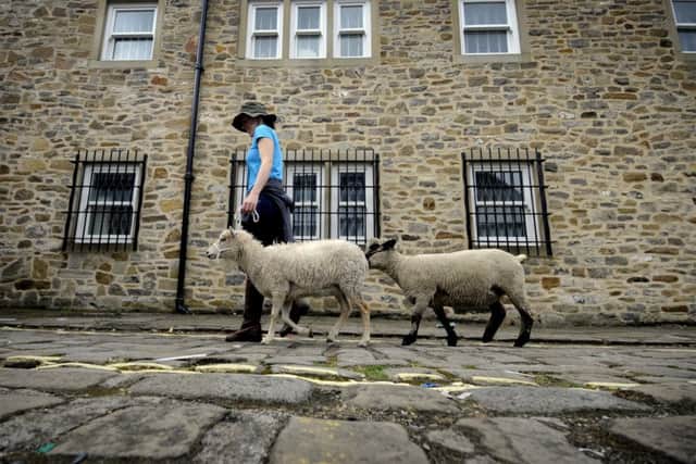 Heather Procter walks Violet (right), a Hampshire Down, and Esther, a North Ronaldsay.