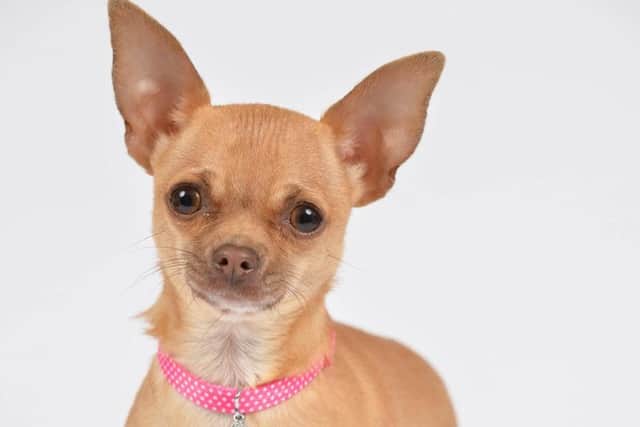 Promising pooches are set to be put through their paces when auditions are held to cast a new four-legged star to play Rufus in a Sheffield Theatres production of Legally Blonde.