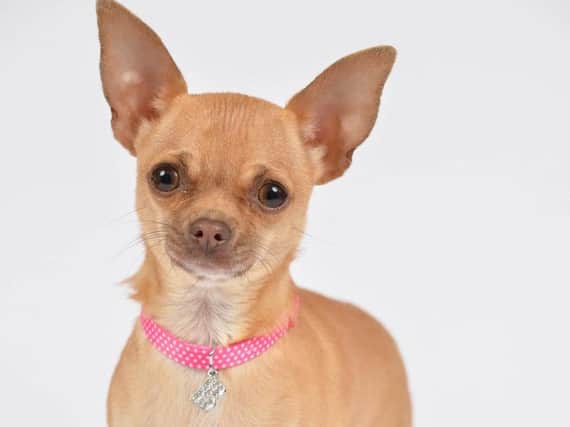 Promising pooches are set to be put through their paces when auditions are held to cast a new four-legged star to play Rufus in a Sheffield Theatres production of Legally Blonde.