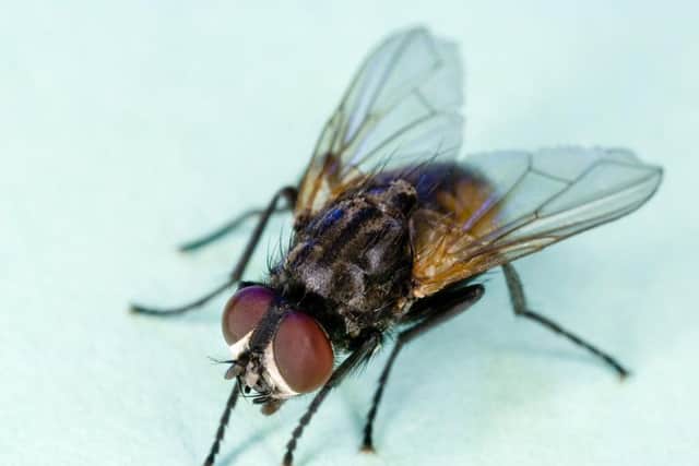 Rossington is being plagued by flies.