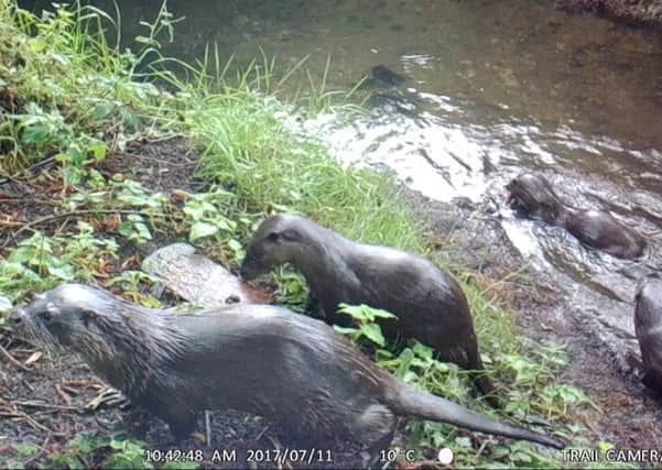 COMEBACK TRAIL: A family of otters have been spotted in broad daylight on a river in Pontefract.