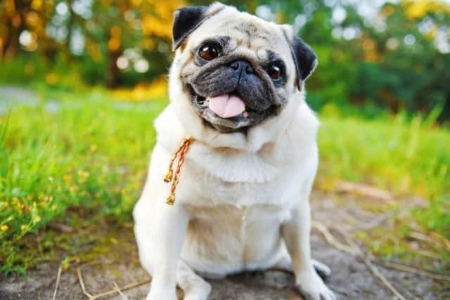 Pugs being stolen across South Yorkshire