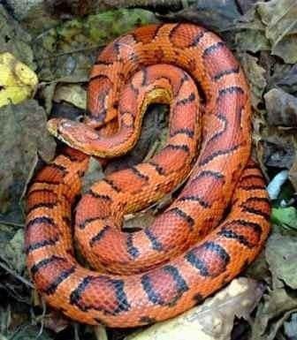 North American corn snake. File pic.