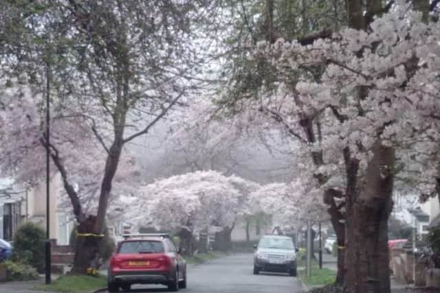 Tree protesters are set to hold a 'Christmas light vigil' tomorrow in a bid to save Sheffield trees they say have been famed for their 'light show' for three decades, that now face the axe as part of a council programme to remove and replace thousands of trees across the city. Picture: Isobel O'Leary