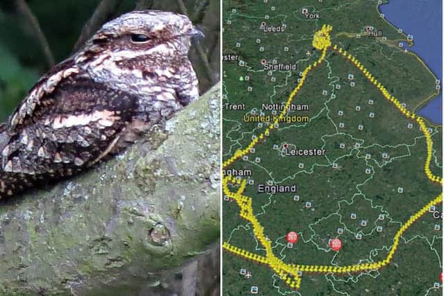 The Doncaster nightjar went on a 600 mile trek to find love but returned home without luck.