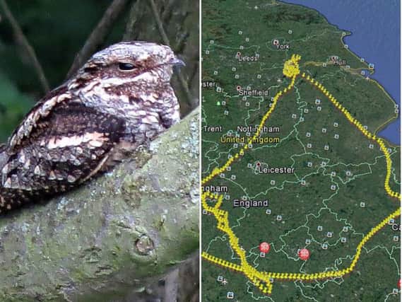 The Doncaster nightjar went on a 600 mile trek to find love but returned home without luck.