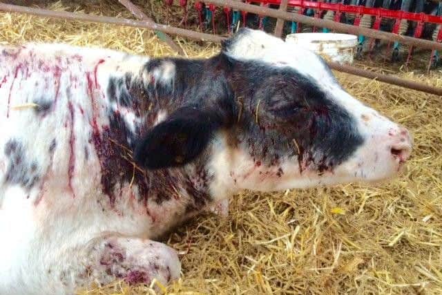 The cow blasted by thugs