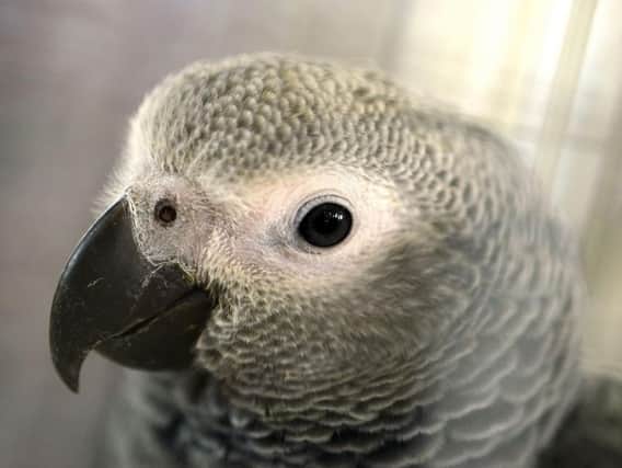 Barney is an African grey parrot, similar to the bird pictured.