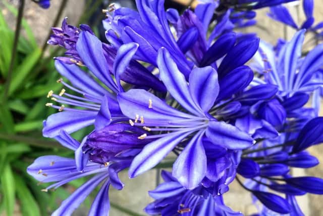 RHAPSODY IN BLUE: Agapanthus is known as the lily of the Nile.