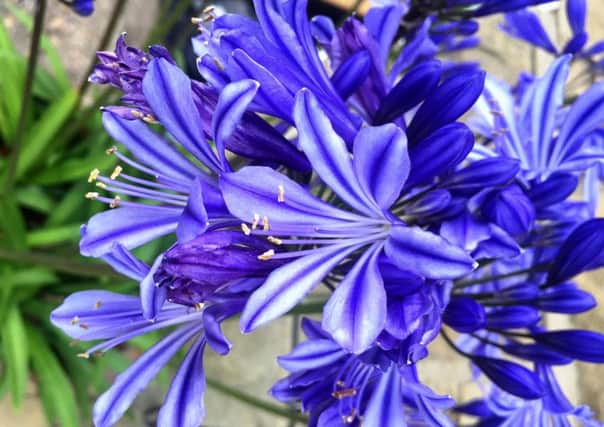 RHAPSODY IN BLUE: Agapanthus is known as the lily of the Nile.