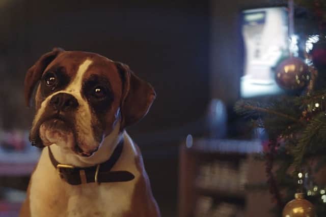 Come Christmas, genderless labelling will be all forgotten. But was Buster the Boxer a boy or a girl? Last year's John Lewis Christmas TV advert, which saw the company partner with the Wildlife Trust to encourage more children to discover a love of British wildlife by watching foxes and badgers bounce on a trampoline.