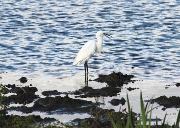 Hi

I wondered if you would consider this photo, taken recently, for Picture of the day?

It is of a Little Egret, taken at the RSPB reserve at Fairburn Ings, near Castleford.

Kind regards