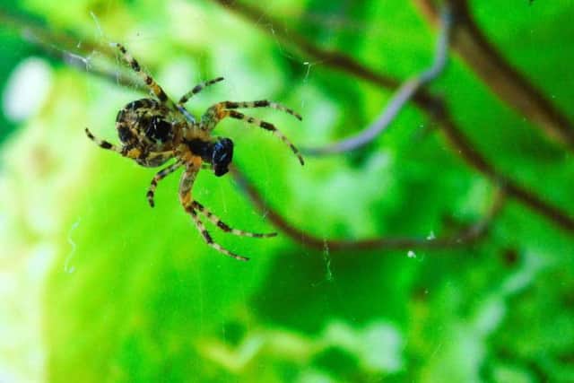 A spider
