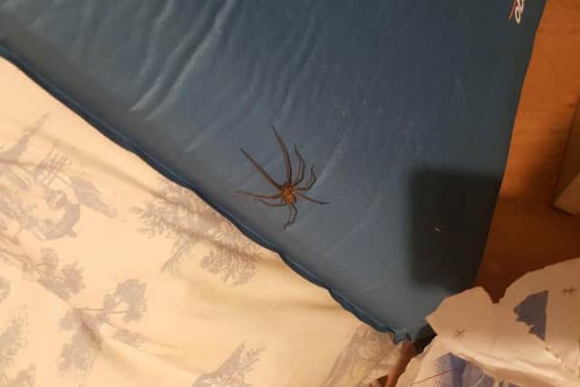 A large spider inside a house