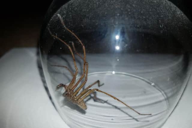 A giant spider captured inside a home
