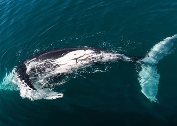 A humpback whale in Hervey Bay. PIC: PA