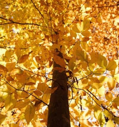 A Generic Photo of beech tree in autumn. See PA Feature GARDENING Gardening Column. Picture credit should read: PA Photo/Thinkstockphotos. WARNING: This picture must only be used to accompany PA Feature GARDENING Gardening Column.