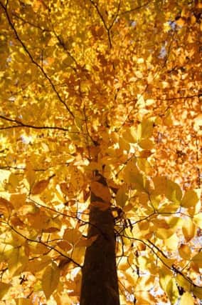 A Generic Photo of beech tree in autumn. See PA Feature GARDENING Gardening Column. Picture credit should read: PA Photo/Thinkstockphotos. WARNING: This picture must only be used to accompany PA Feature GARDENING Gardening Column.