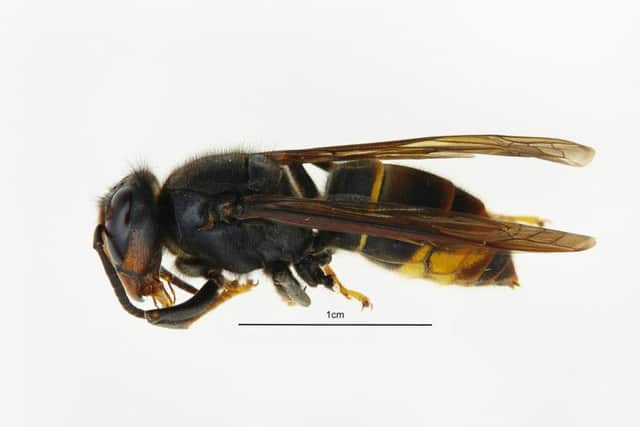 Photo issued by Defra of an Asian hornet. A sighting of the invasive Asian hornet which preys on honeybees has been confirmed in Devon.