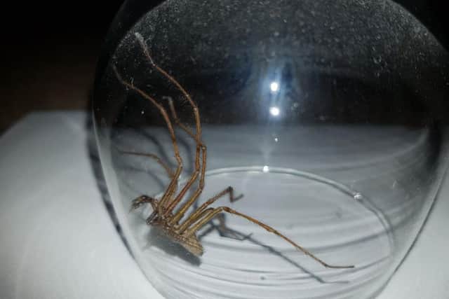 A giant spider captured inside a home in Yorkshire