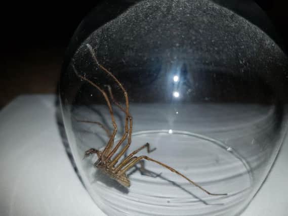 A giant spider captured inside a home in Yorkshire