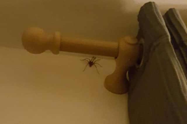 A giant spider inside a home