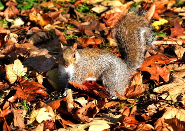 NUT JOB: Squirrels have stripped Bramley Fall Wood clean of nuts... so what does it all mean?