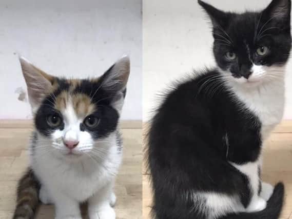 The first kittens have arrived at Kitty Cafe Leeds