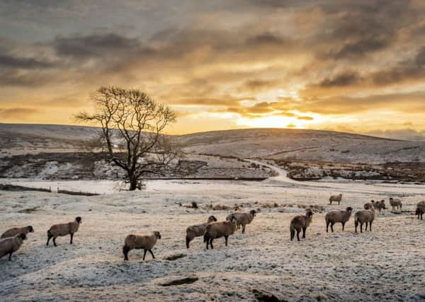 Sheep at sunrise in a snow-covered field near Ribblehead in the Yorkshire Dales National Park. PIC: PA