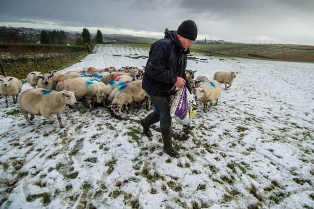 Farmer Stephen Clay, feeding his flock near Studben Reservoir, Denholme, Bradford. PIC: James Hardisty