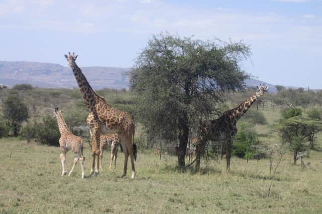 TOTALLY WILD: The Maasai Mara.