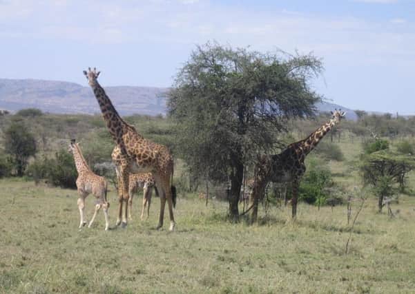 TOTALLY WILD: The Maasai Mara.