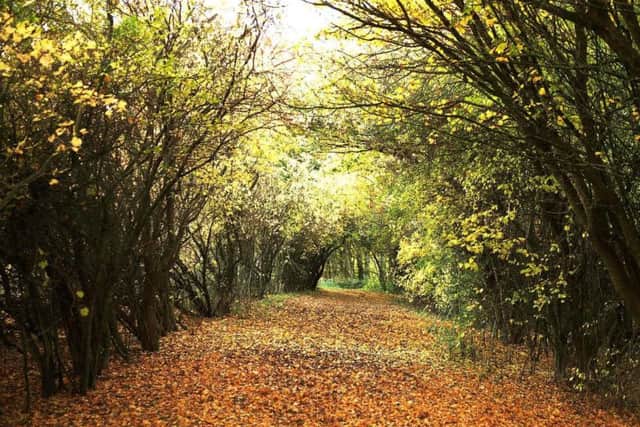 An arch of trees at Nidd Gorge, taken in autumn earlier this year.