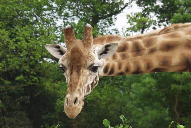 Flamingo Land's award-winning zoo and many attractions open every day except Christmas Day.