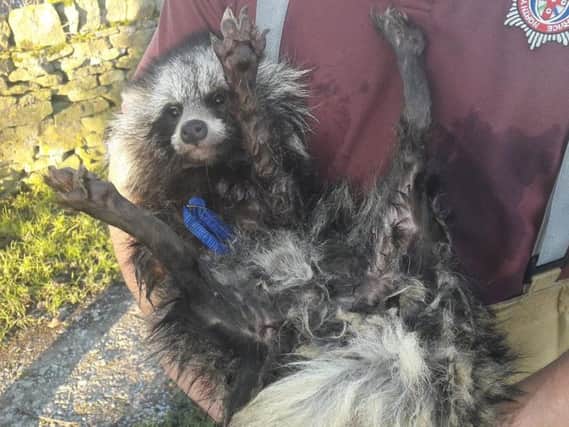 Buddy, the raccoon dog, after being rescued. Picture: North Yorkshire Fire & Rescue Service, Twitter.