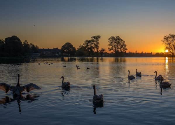 Swans on the water at Harold Park. Picture: Charlotte Graham