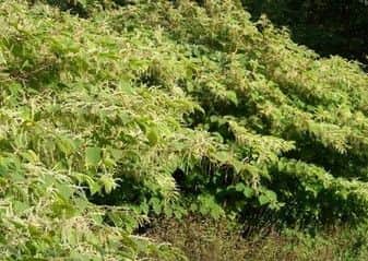 Japanese Knotweed is an invasive, non-native species.