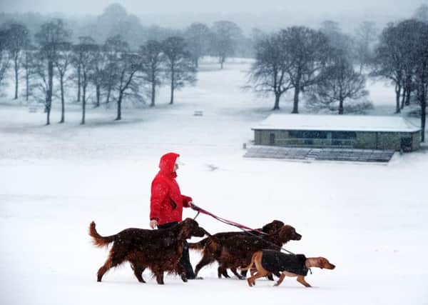 Snow at Roundhay Park in Leeds. Pictured dog walker Wendy Holehan braves the weather.
21st January 2015.
Picture Jonathan Gawthorpe.