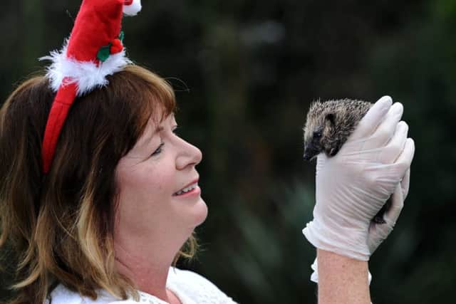 PRICKLY PATIENT: Wildlife care assistant Katie Hinken pictured with a baby hedgehog at The Wildlife Orphanage at Barlby near Selby. PIC: Jonathan Gawthorpe