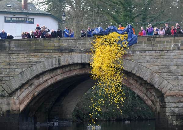A DUCKE TO WATER: Ducks are released into the River Nidd at a past event.