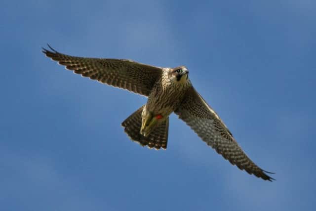 ON TRACK: A juvenile female peregrine from the Wakefield Cathedral has been causing a stir in Barnsley. PIC: Richard Willison