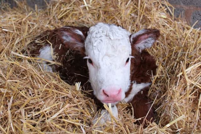 Traditional Hereford Cow Lettuce gave birth earlier than expected on the morning of New Years Day to Home Farms newest recruit. The male, who has yet to be named, is already learning to walk and feed himself under the watchful eye of his mum.