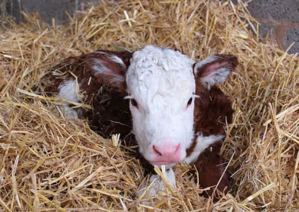 Traditional Hereford Cow Lettuce gave birth earlier than expected on the morning of New Years Day to Home Farms newest recruit. The male, who has yet to be named, is already learning to walk and feed himself under the watchful eye of his mum.