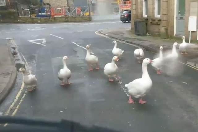 The geese block a road in Sowerby Bridge