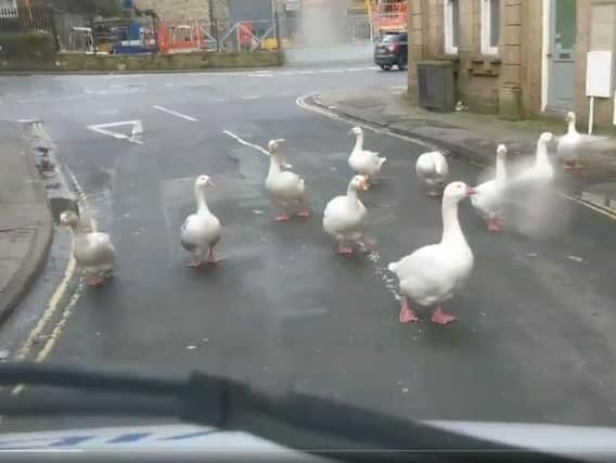 The geese block a road in Sowerby Bridge