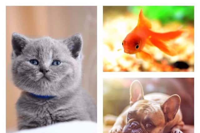 Is your pet's name among the most popular in the UK?