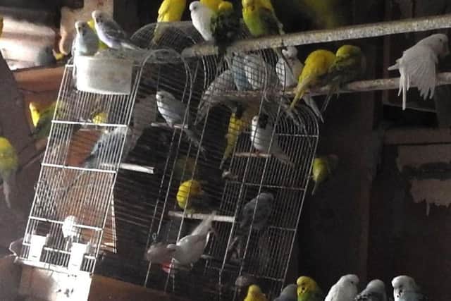photo issued by the RSPCA who have been inundated with budgies after rescuing nearly 400 of the birds from just one home. PA